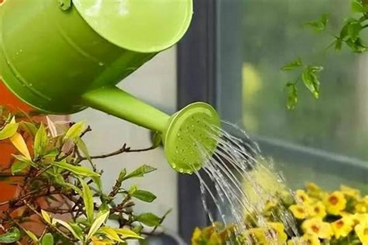 如何养好花草