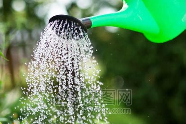 怎样用磷酸二氢钾给花施肥
