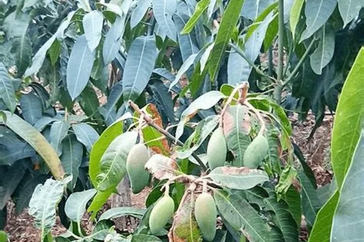 芒果树的叶片,是缺素嘛,缺少哪些元素,有什么防治方法？(如图)