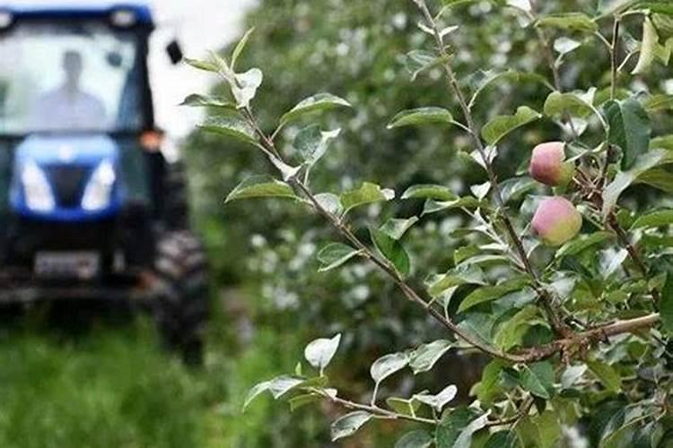 果树施用什么肥料能达到最优效果？