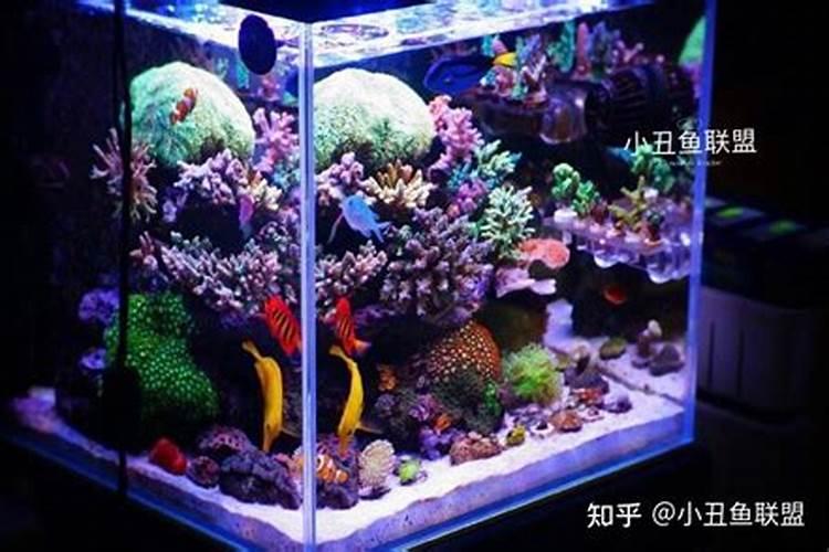 养海水鱼怎么调海水