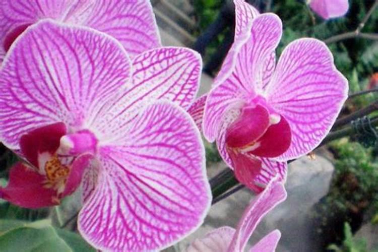 什么东西可以给花当肥;冬天需要给花施肥吗