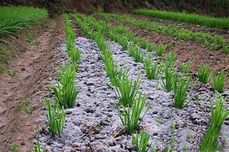 韭菜用什么肥料长得又肥又壮