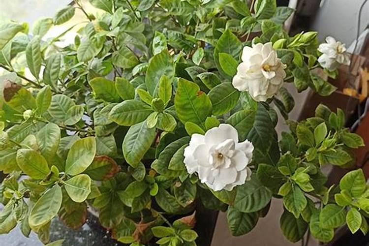 栀子花的养殖方法和浇水