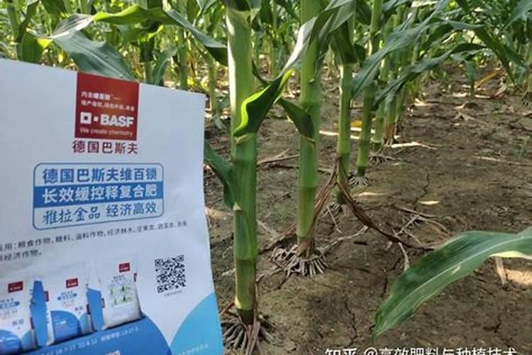 请问专家,种玉米使用菌肥,起什么作用？