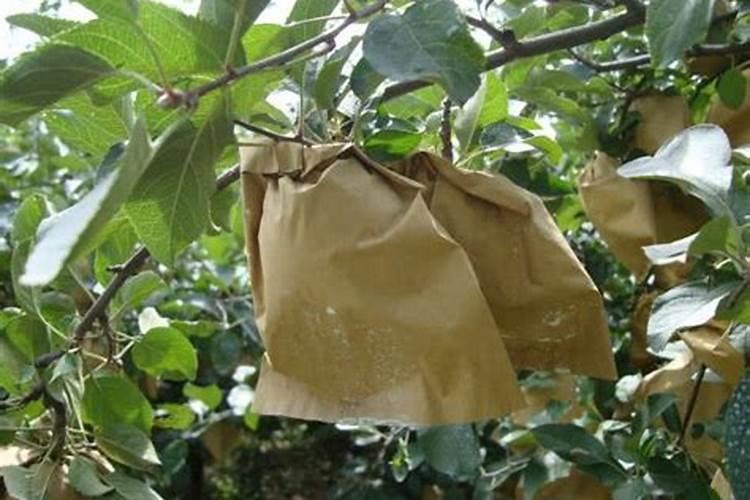 苹果套袋可以施水溶肥吗