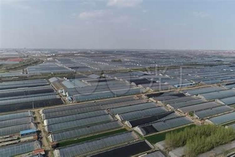 大棚蔬菜的主要肥害、药害、及解决办法