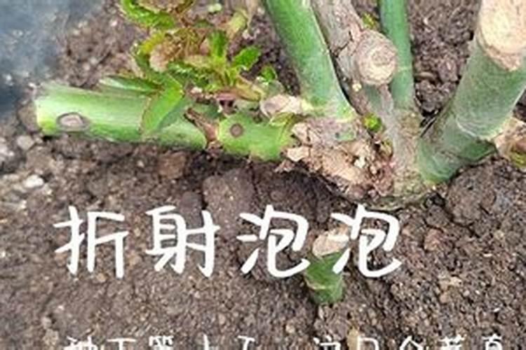 玫瑰浇什么肥料合适