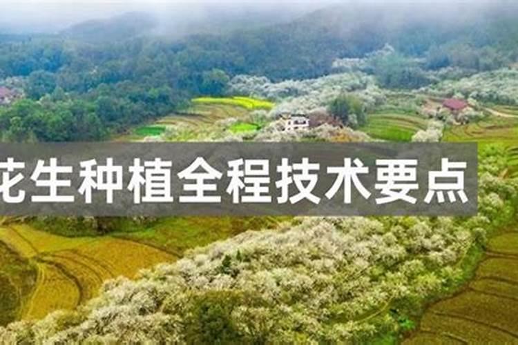 种植黑花生如何施肥？？？