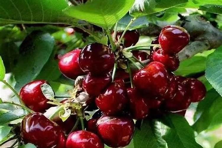 辣椒、西红柿、豆角这类蔬菜,施肥是关键,什么时候施？怎么施？