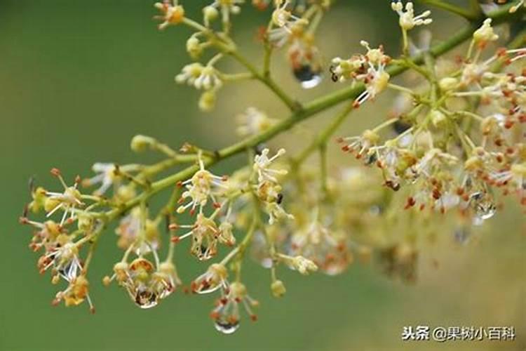 樱桃采摘后施什么肥料好