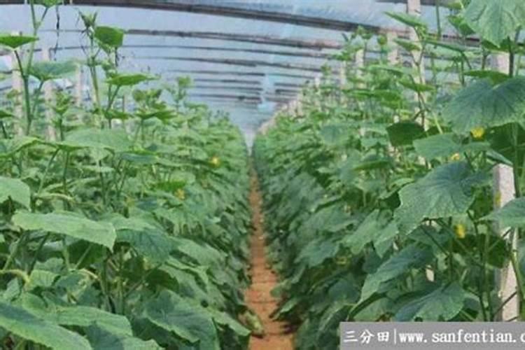 怎么给刚结果的黄瓜施肥和浇水？施什么肥比较好？
