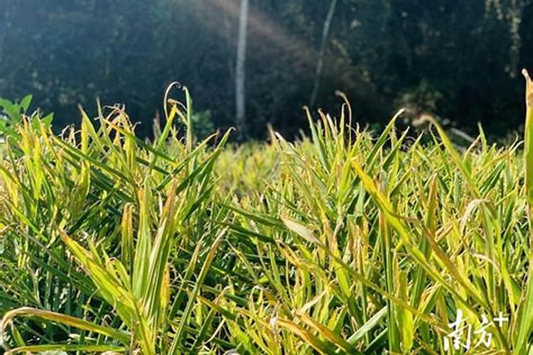 小黄姜的种植方法及栽培技术