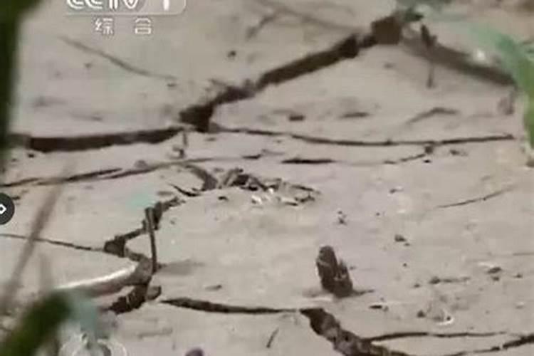 氮肥过多对水稻有什么危害 后期施的氮肥过多怎么处理