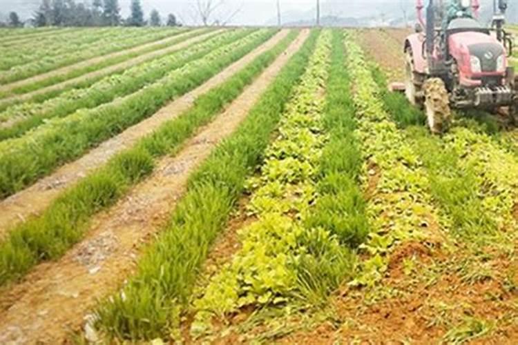 油菜如何作肥田肥料