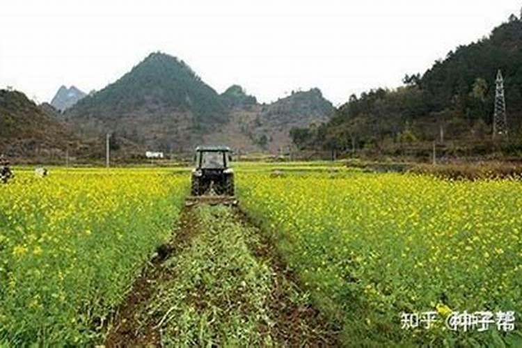 油菜做绿肥什么时候压青花卉百科