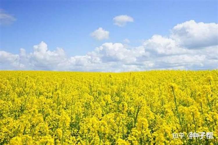 种油菜可以增强土地的肥力吗花卉百科