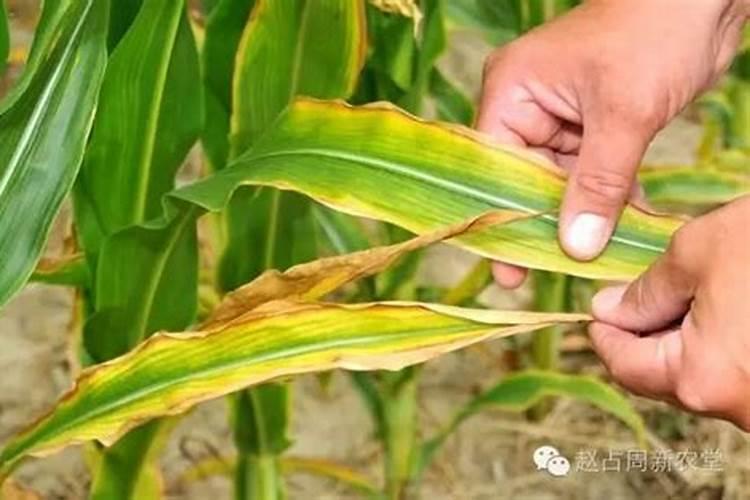 玉米缺镁素表现出什么症状？怎样矫正？