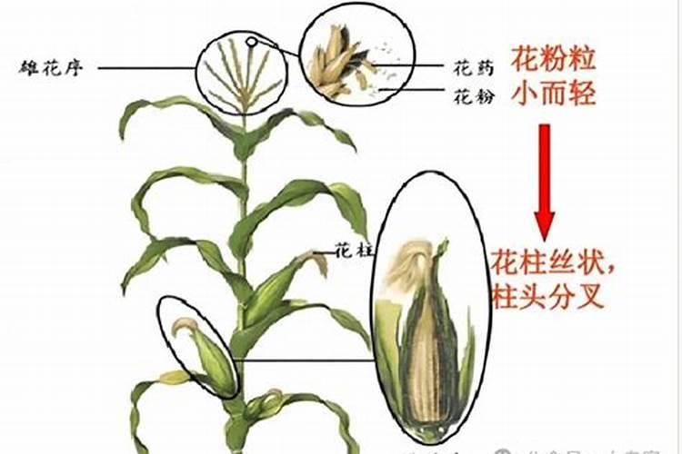 种植玉米,要什么时候打叶面肥合适