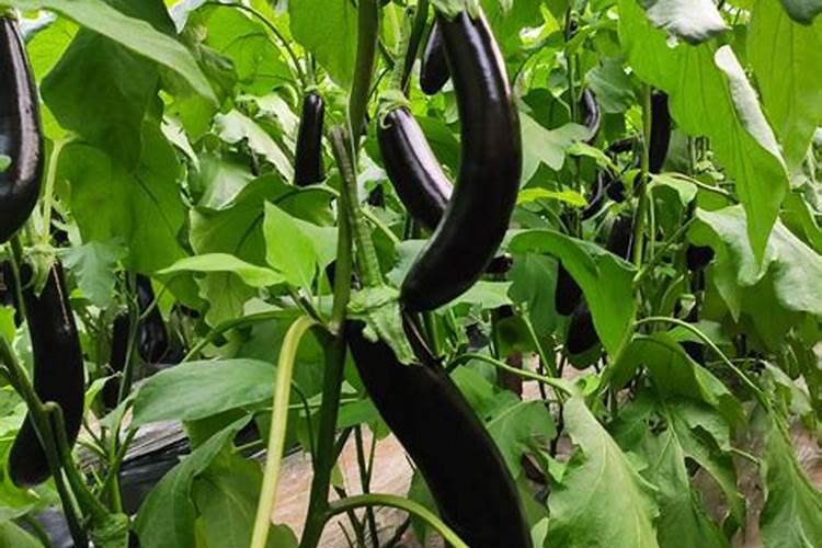 茄子需要施什么肥最好(茄子喜欢什么肥料结果多产量高)