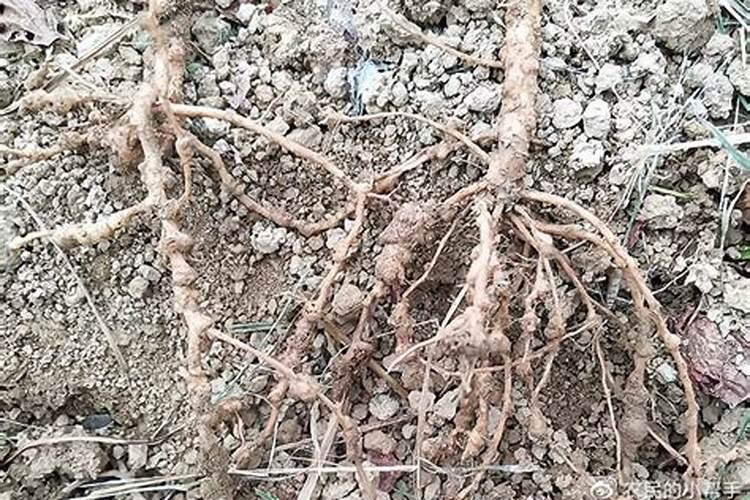 豆角种植期间该选择何种肥料？