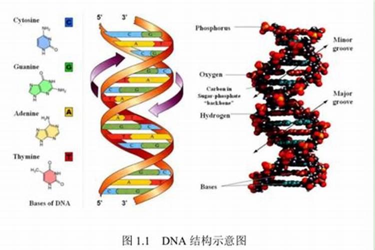 硝硫基复合肥跟硫酸钾复合肥有什么区别