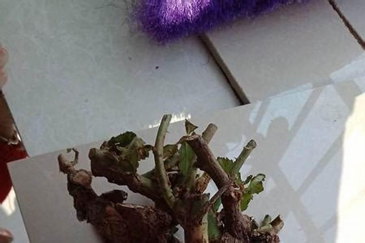 嫁接多色玫瑰买回怎么上盆？