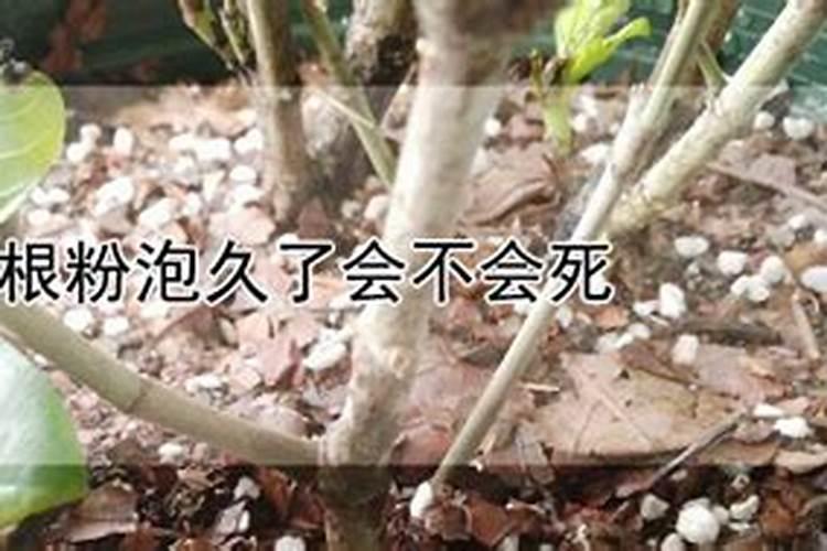 水培玫瑰花怎么养殖才能更旺盛