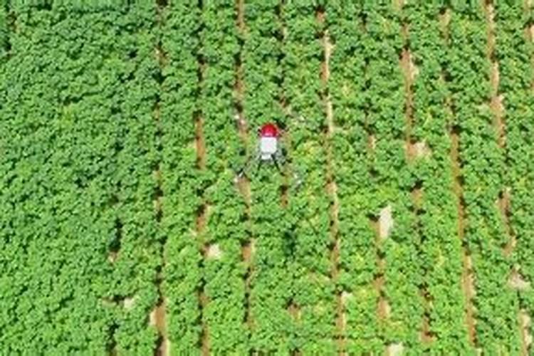 种土豆用什么肥好 种土豆用哪种肥好
