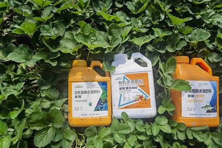 草莓追肥用什么肥料最好