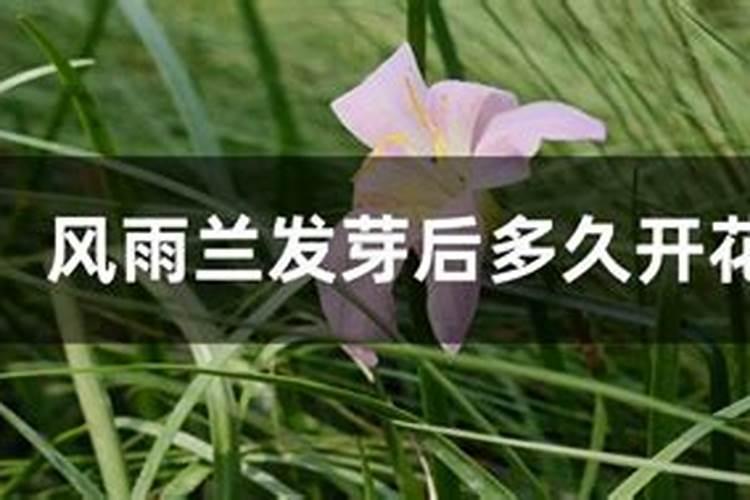 风雨兰种球发芽后需要施肥那？