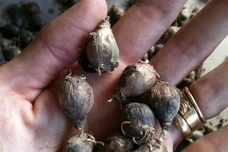 风雨兰球根怎么种