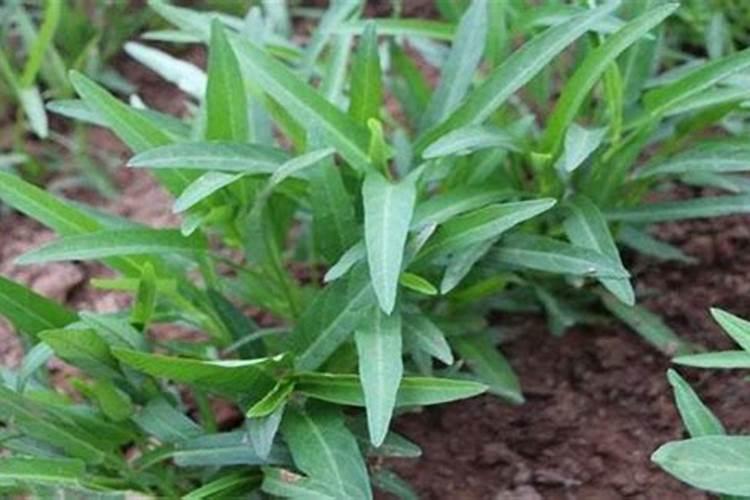 刚买的四年生的蓝莓开花了,怎么施肥