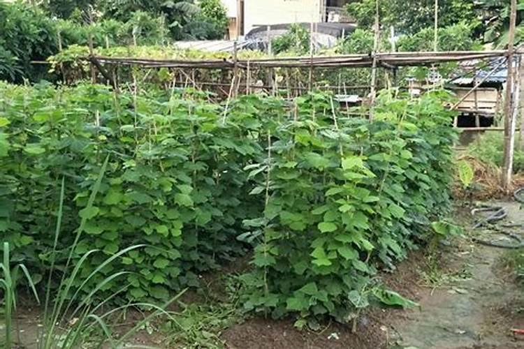 山芋育苗施什么肥料长得快？
