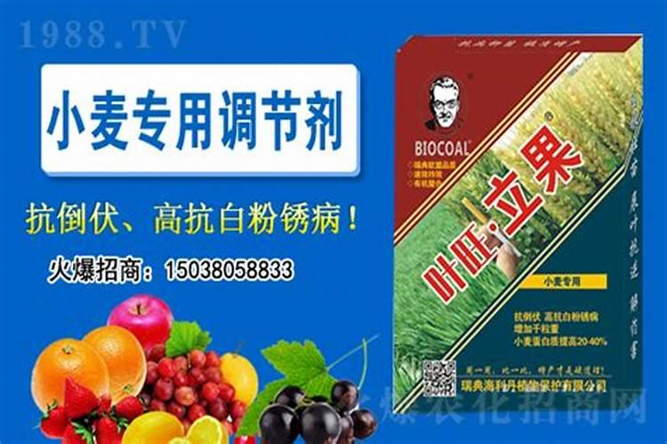 怎样施用硼肥防治小麦不稔症？