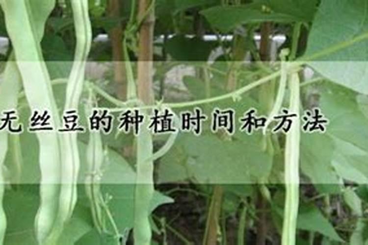 大棚无丝豆种植技术