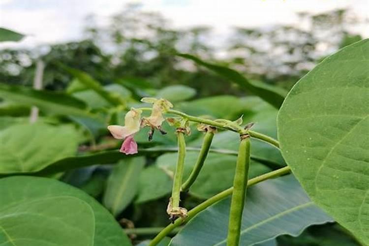 无丝豆种植技术