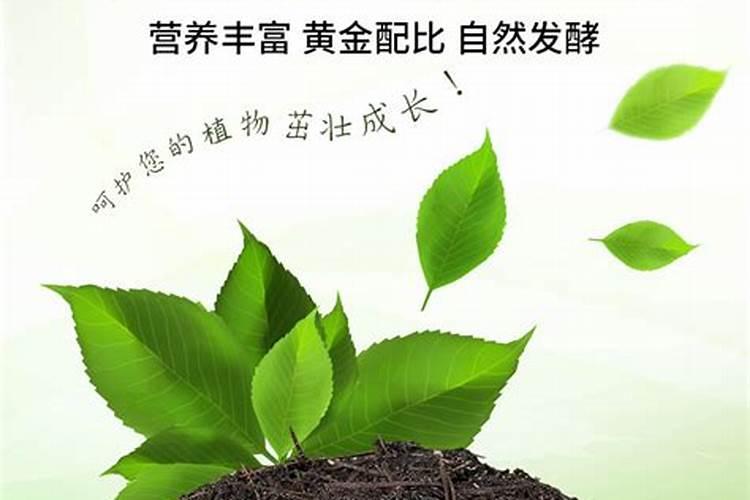 六月雪用什么土