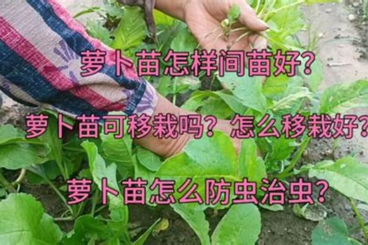 红萝卜苗期用什么肥料