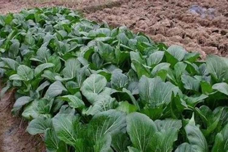 种植油菜为什么要施硼肥油菜啥时候施硼肥好