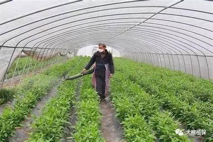 果树叶面肥喷施八注意 种果树需要注意什么