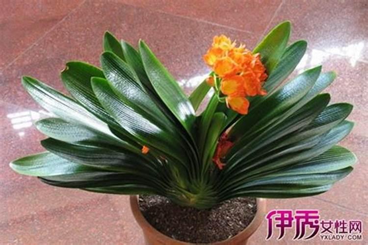 君子兰喷叶面肥都有哪些讲究