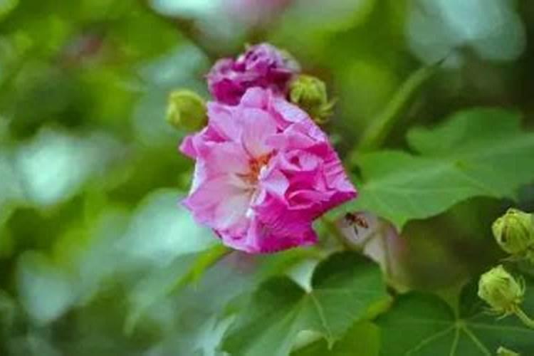 芙蓉花骨朵很多怎么施肥