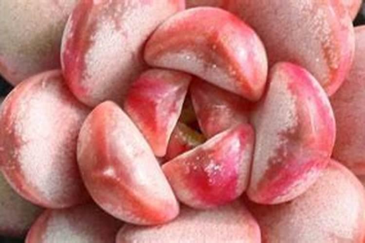 盆栽多肉植物施什么肥 该如何施肥