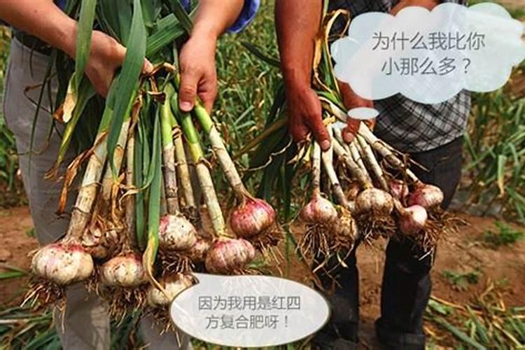 蒜苗生长期能用冲施肥啊怎么用啊