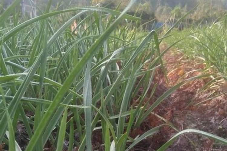 大蒜苗期喷施叶面肥需注意什么？ 花生烂果的防治措施
