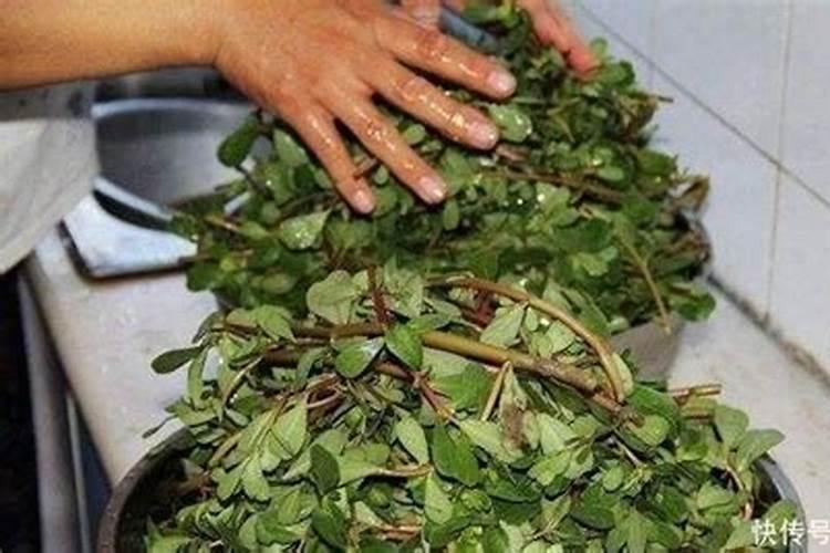 树马齿苋花怎么养