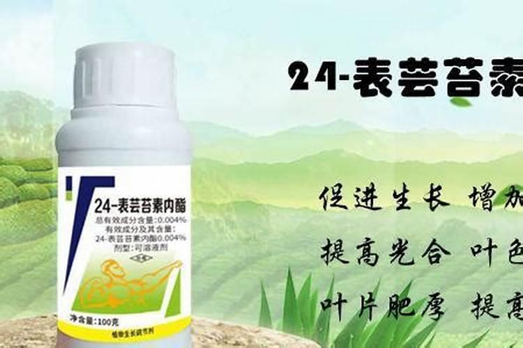 小葱发芽多久可以施肥