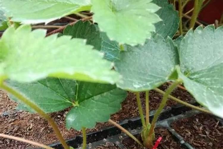 草莓育苗如何促发最大量的匍匐茎,如何施肥？
