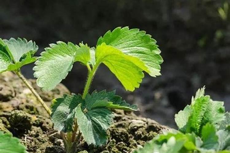 草莓想要多收获几茬,用什么肥料好